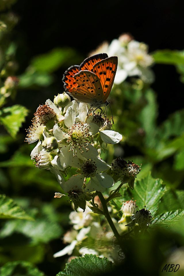 Valdeloshielos, ago2016