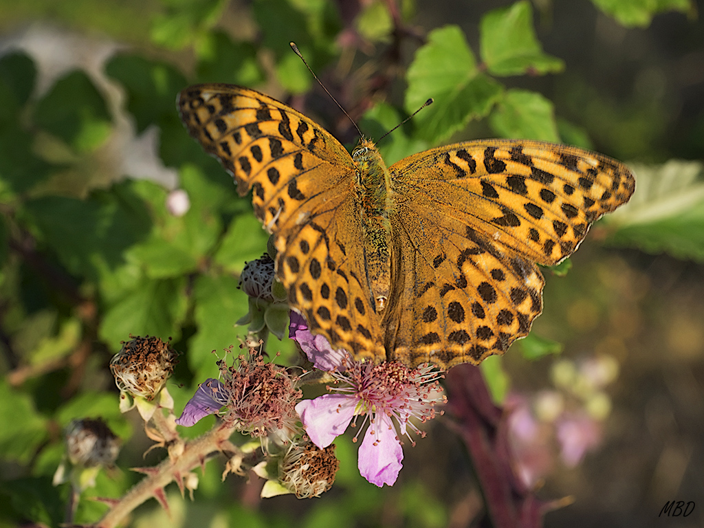 Sierra de Cameros, ago2016