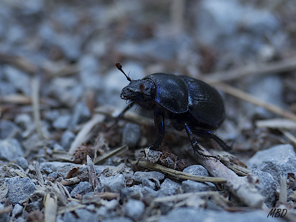 Sierra de Cameros, ago2016