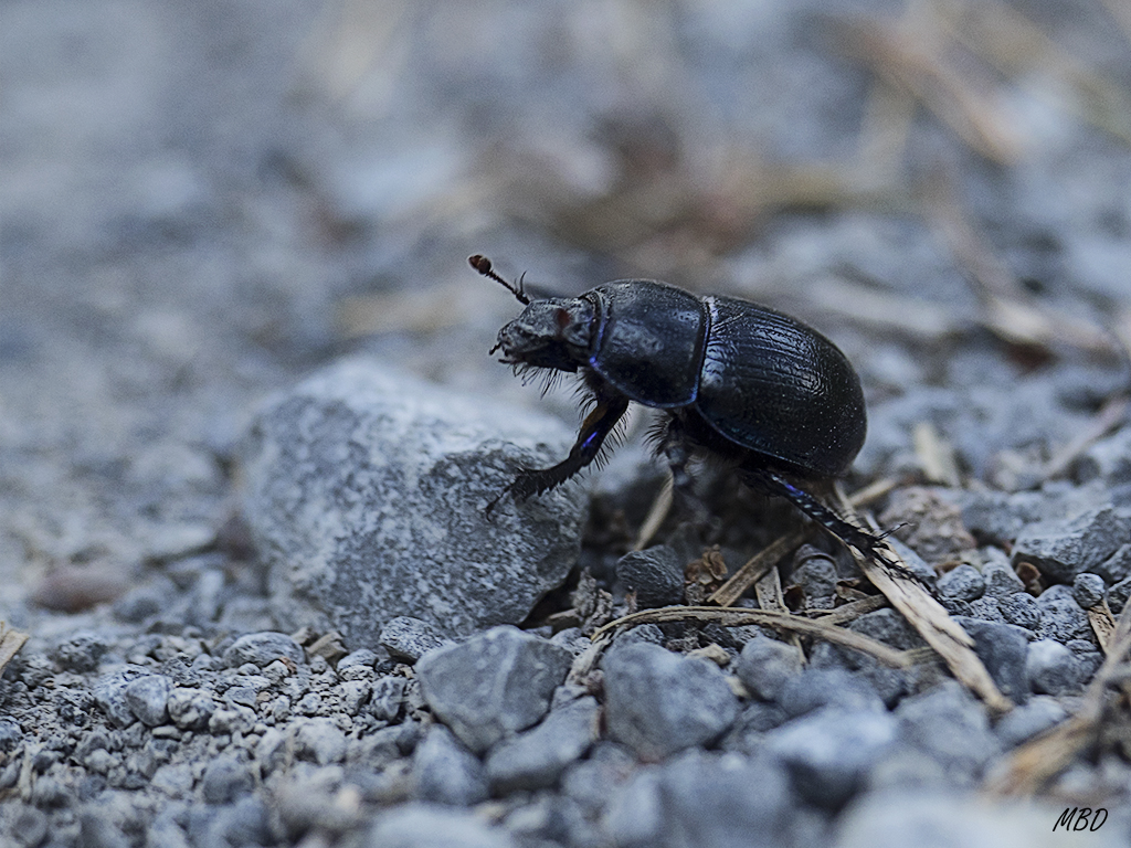 Sierra de Cameros, ago2016