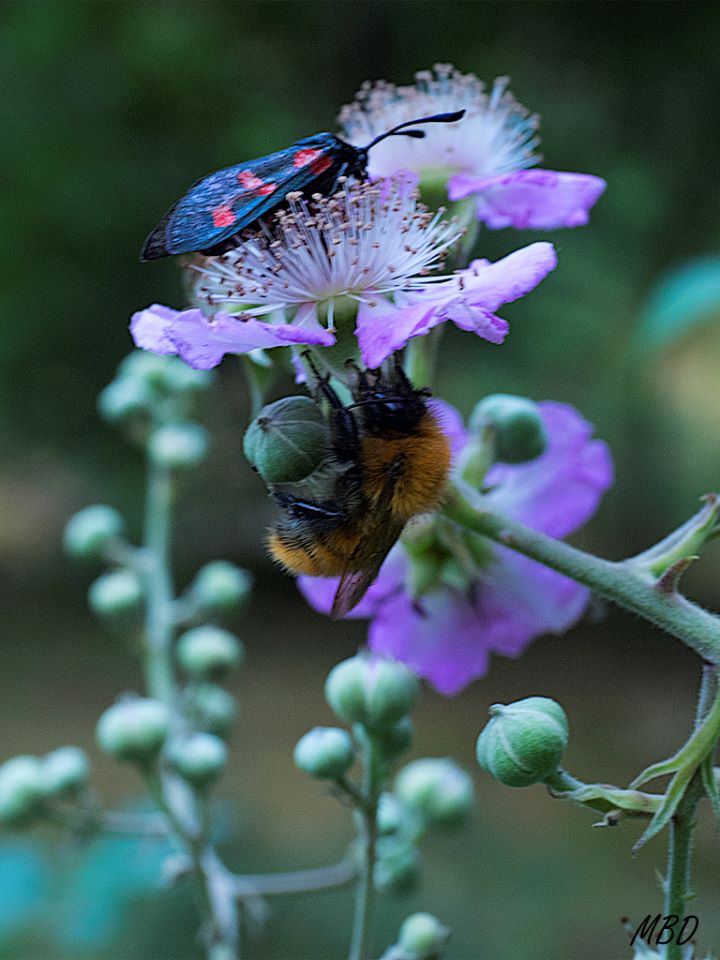 Sierra de Cameros, ago2016