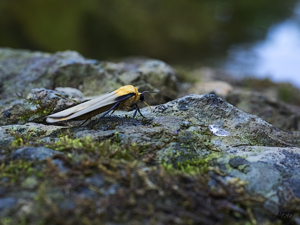 Sierra de Cameros, ago2016