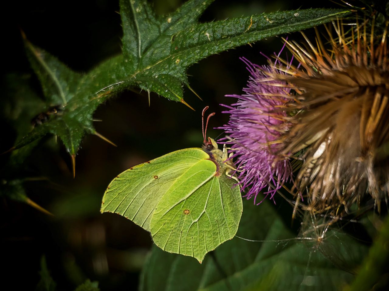 Laguna negra, sep2018
