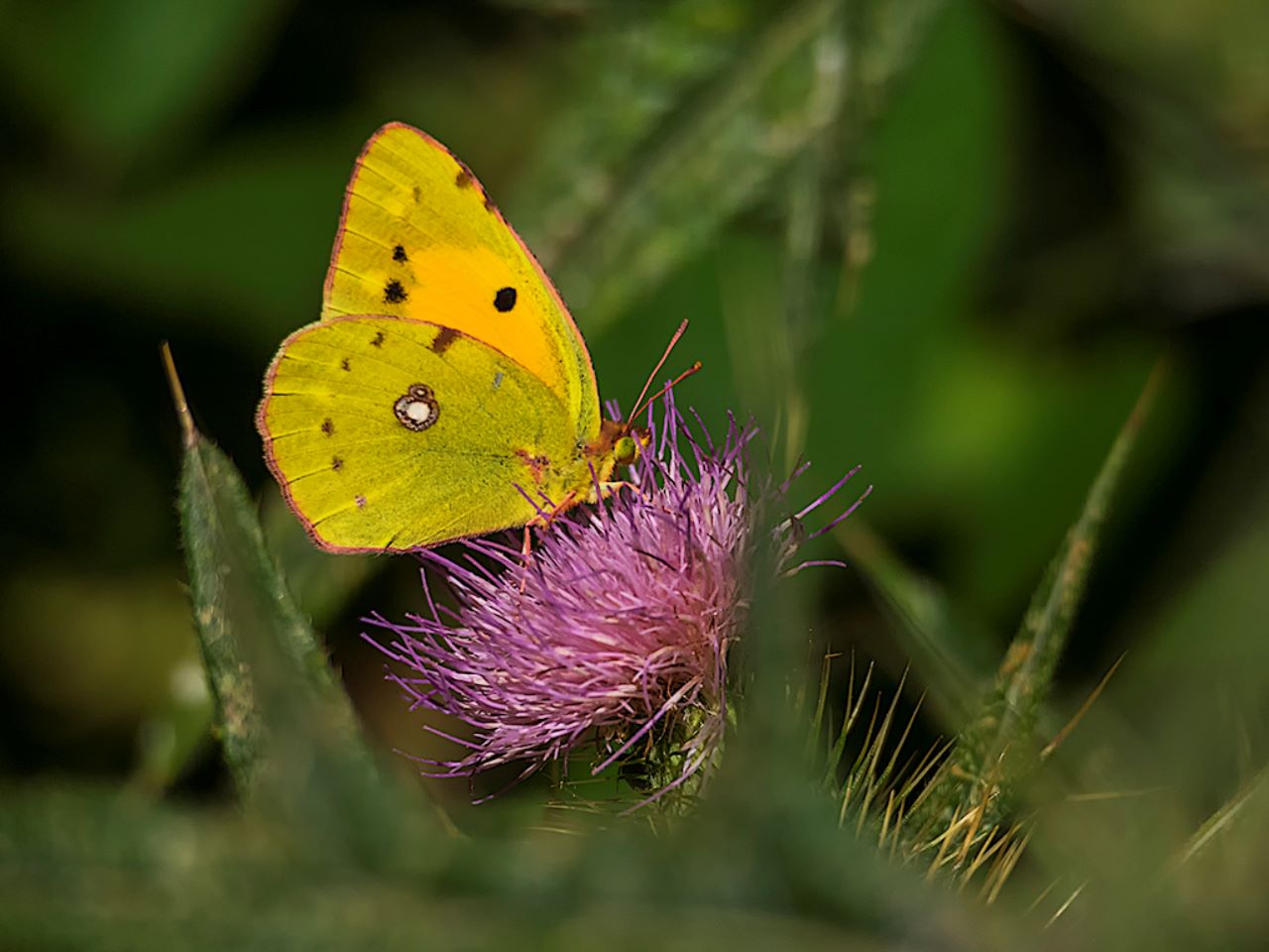 Laguna negra, sep2018