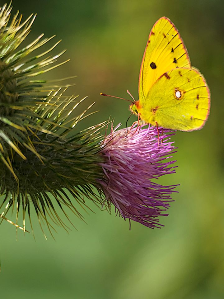 Laguna negra, sep2018