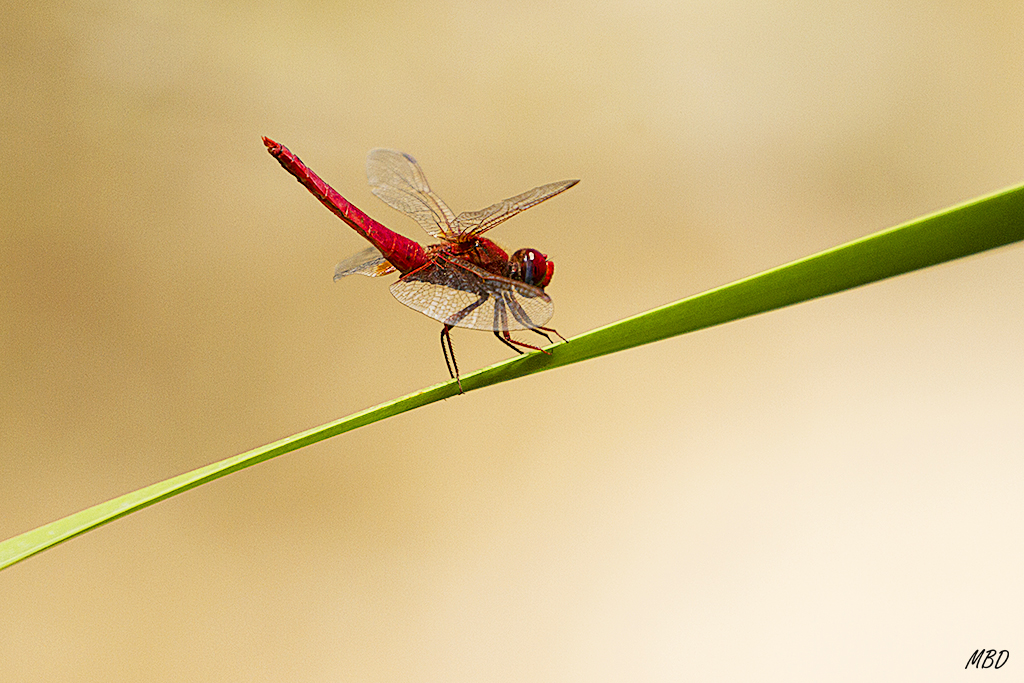 Hide-bebedero, jul2016. 