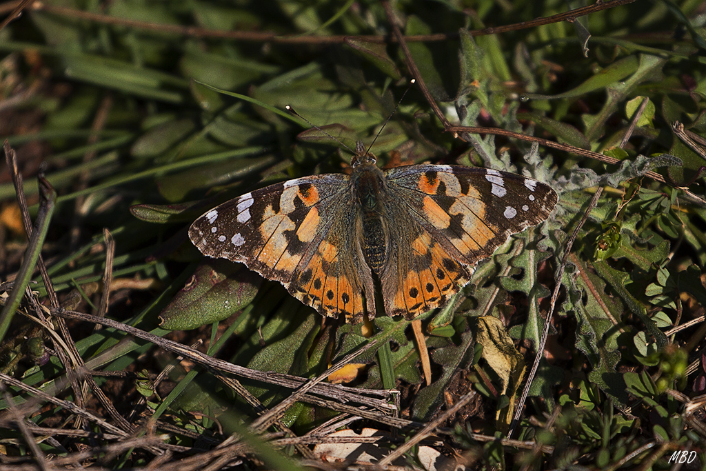 Valdeloshielos, mar2016.
