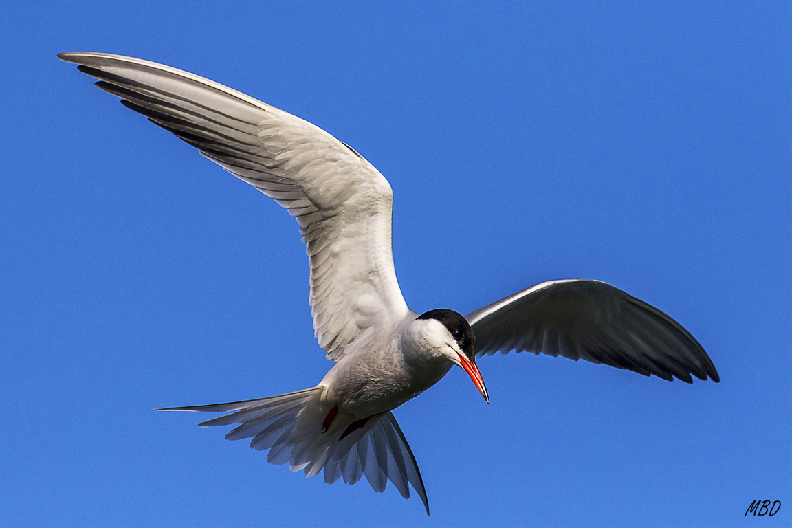 Sus vuelos son eléctricos cuando pescan, pero se suspenden beves instantes para otear las aguas