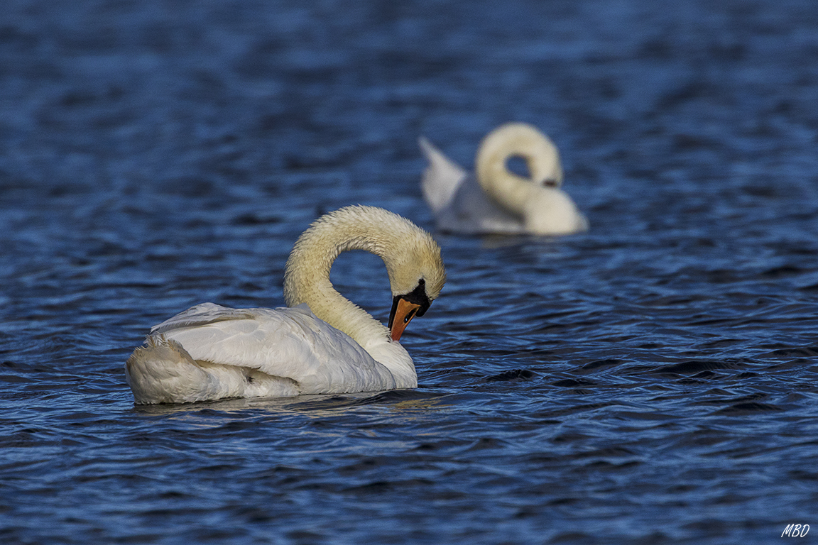Escena relajada en el lago
