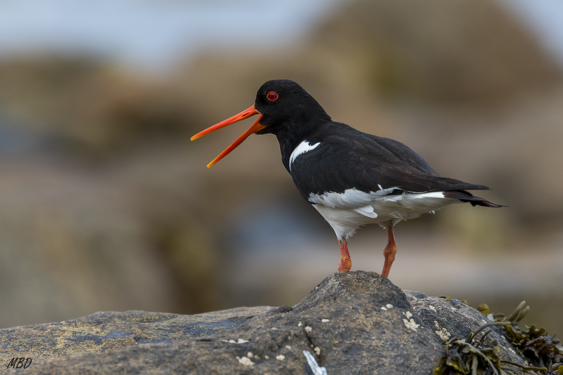 Isla Saltee. Un paraíso de aves marinas.