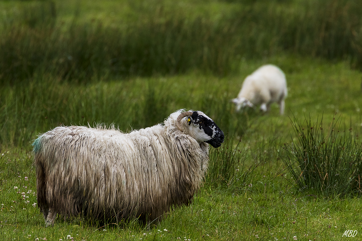 Por qué las pintarán?