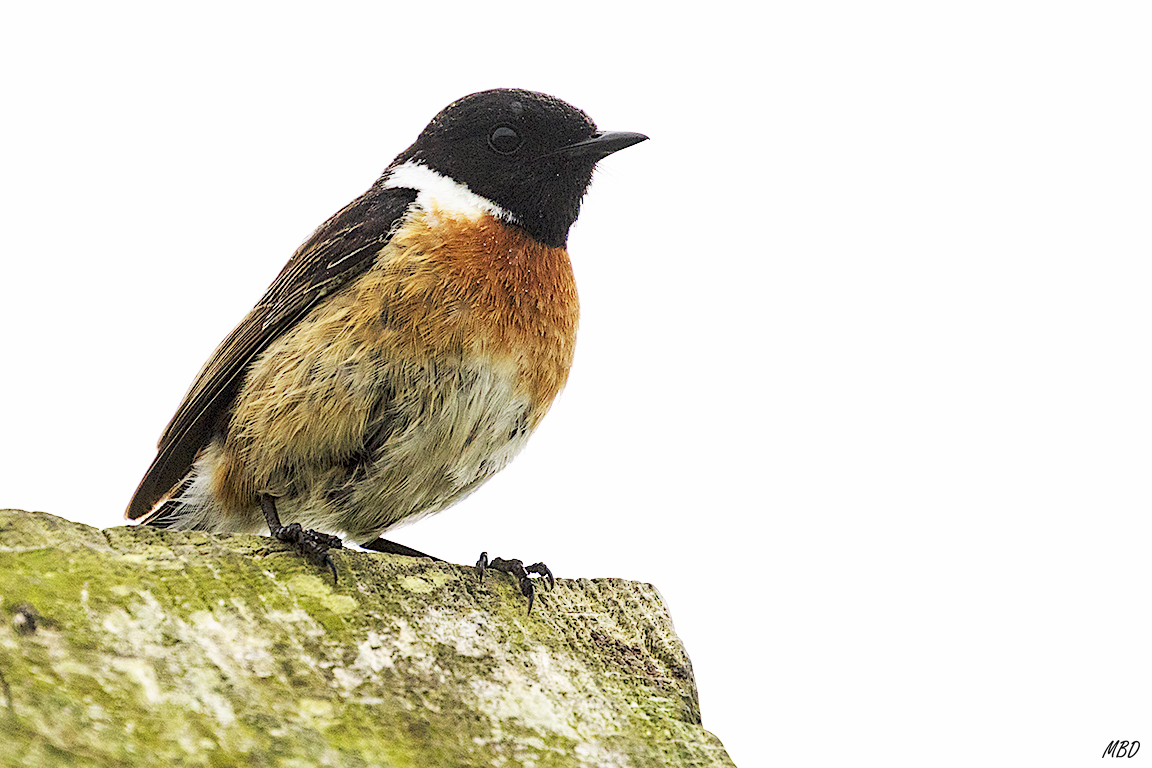 Abundante en España también