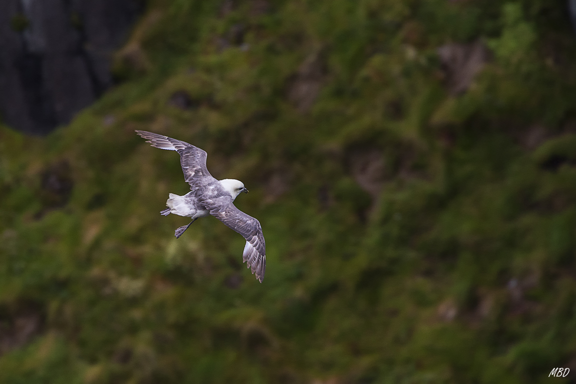 Fulmar
