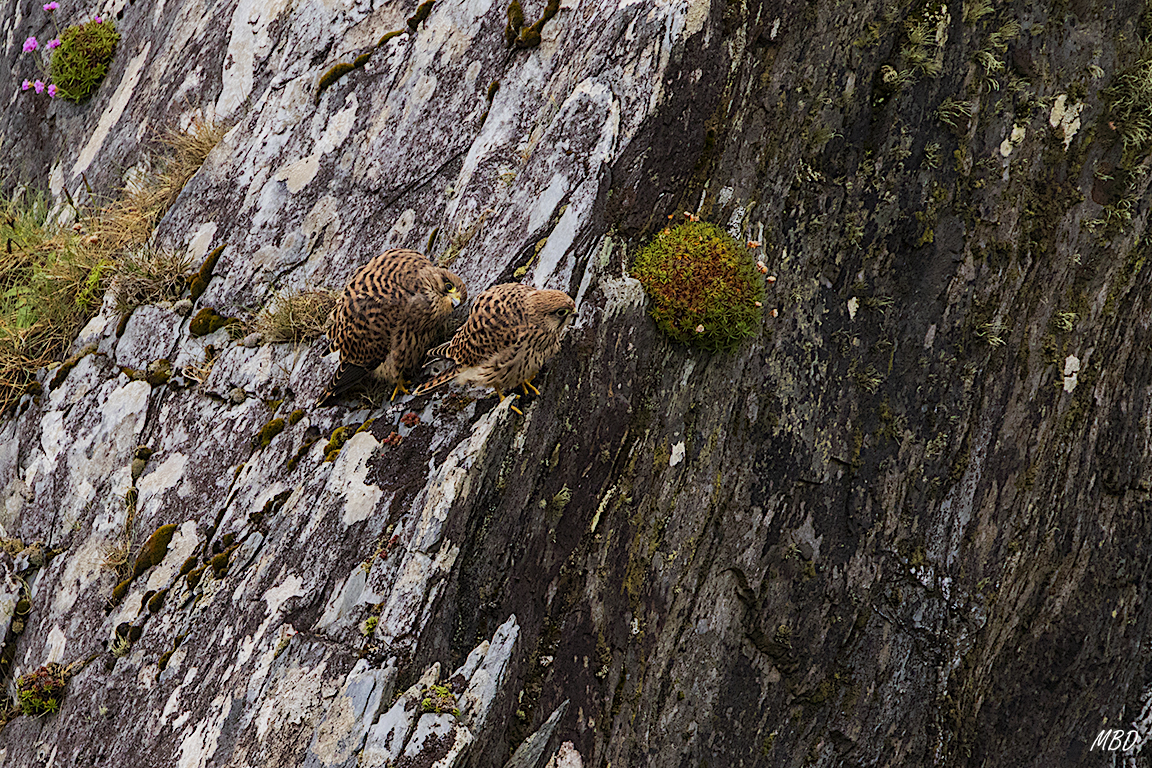 Tenían su territorio en los acantilados