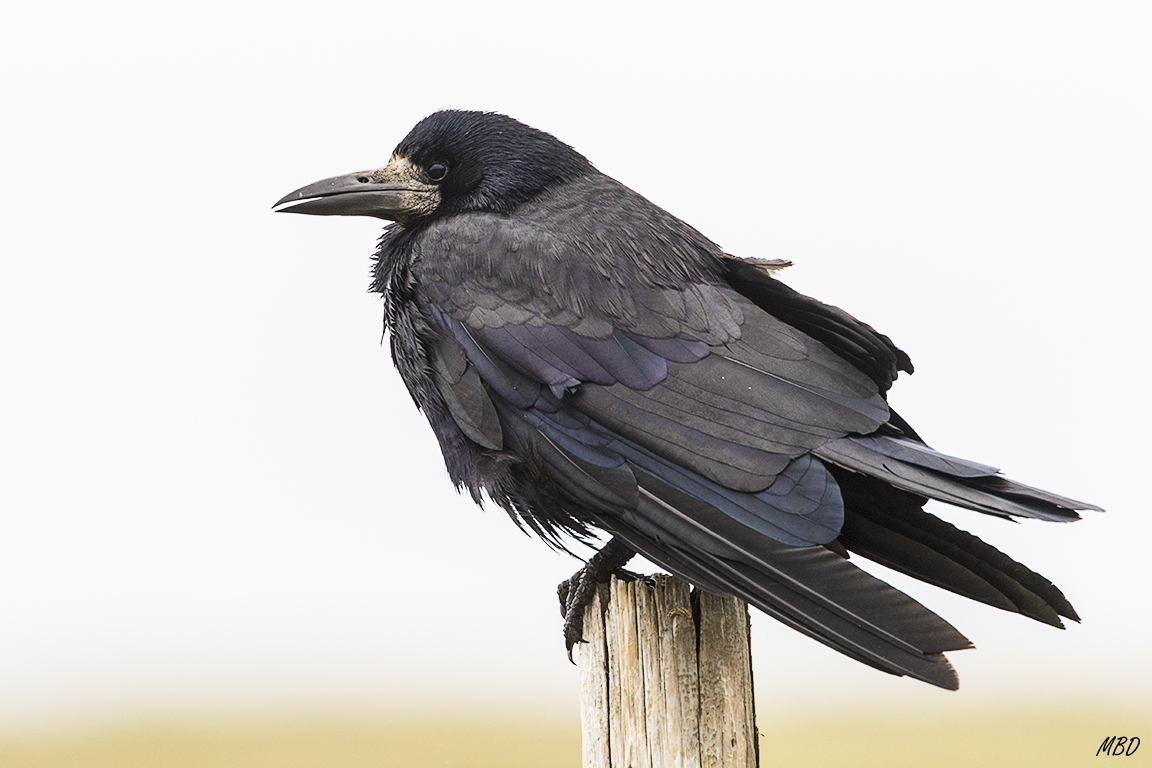 La luz tamizada por las nubes ayuda con ese plumaje