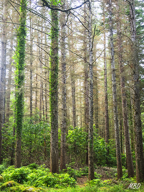 Killarney national park
