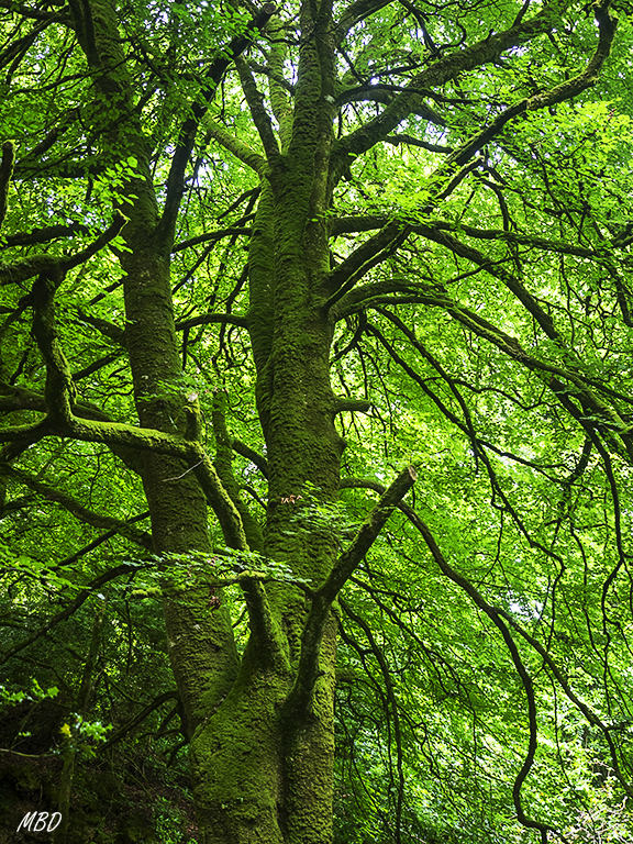 Killarney national park