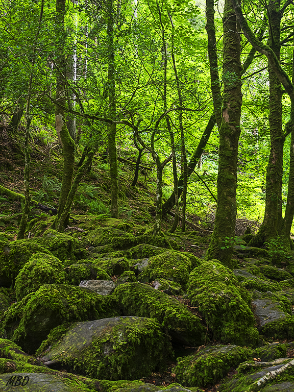 Killarney national park
