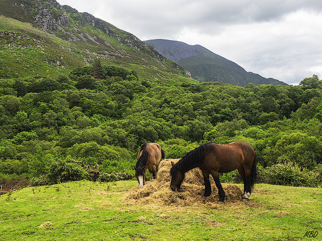 Killarney national park
