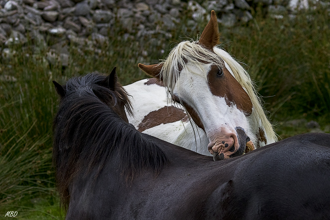 Killarney national park