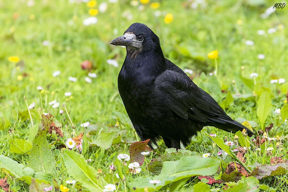Killarney national park
