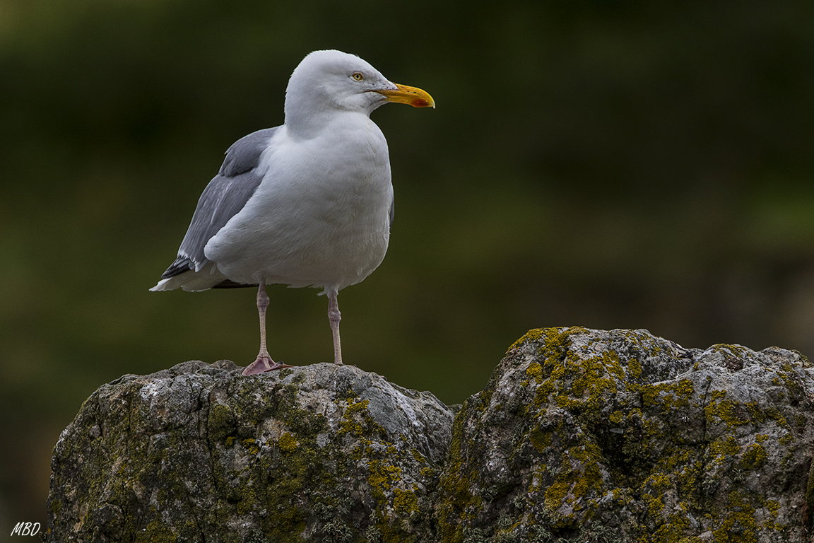 Gaviota argentea
