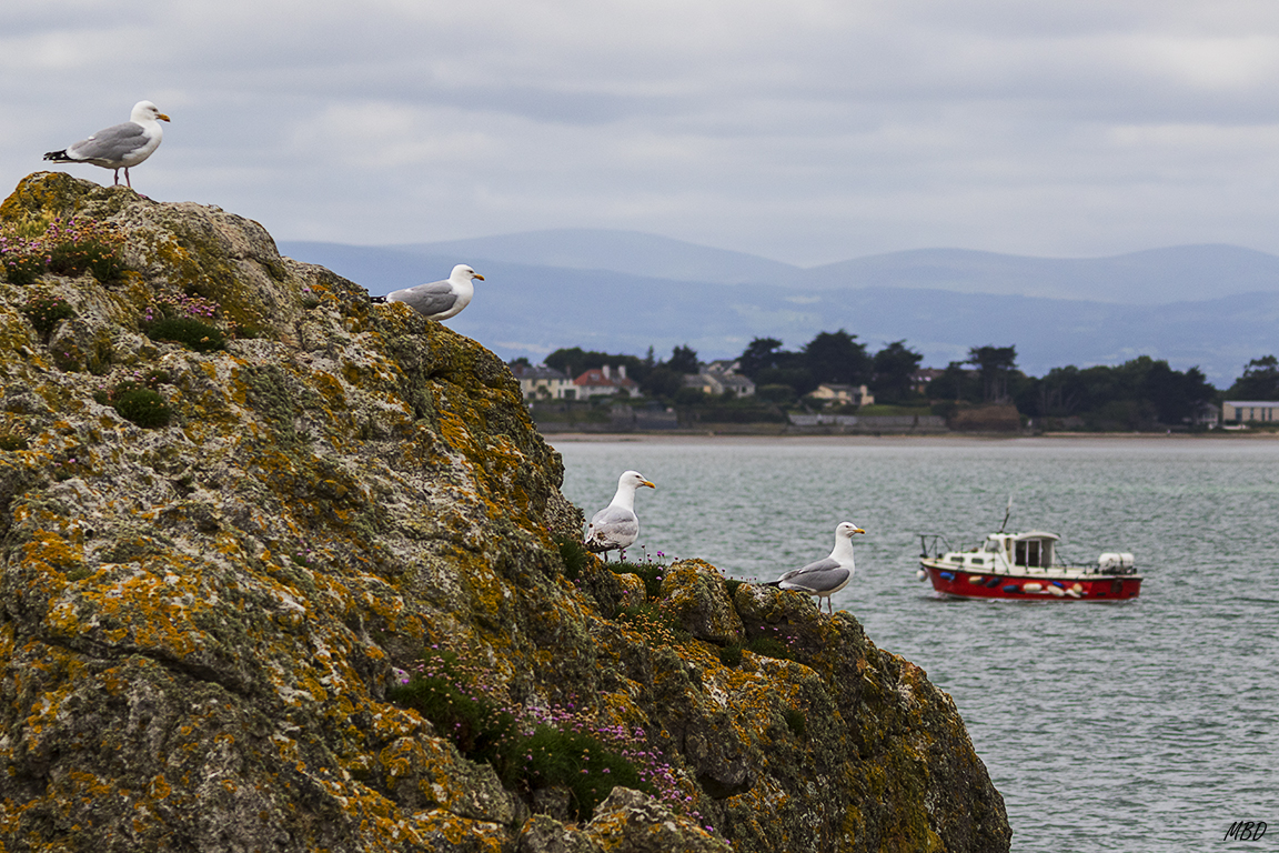 Se alinean en el acantilado