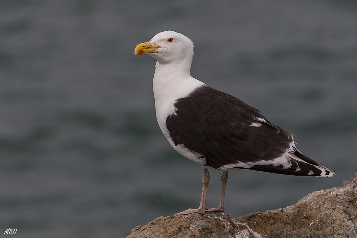 El gavión atlántico