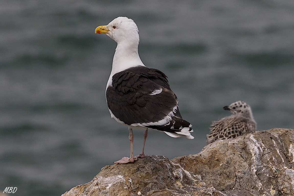 Los gaviones protegen a sus polluelos