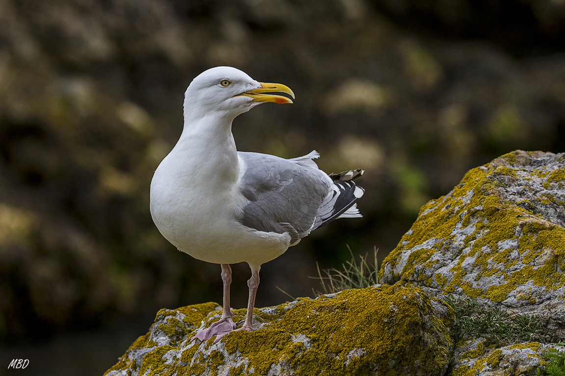 Comparten el acantilado con las gaviotas argenteas