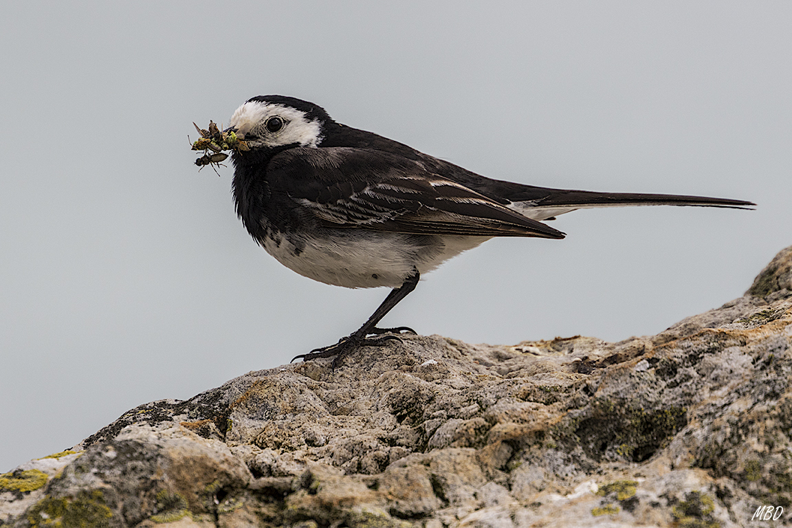 Seguro que su polluelo la esperaba hambriento