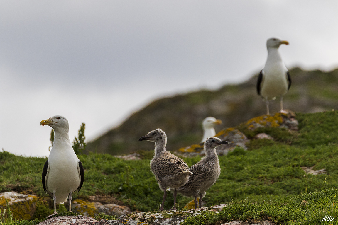 Y son muchos por toda la isla