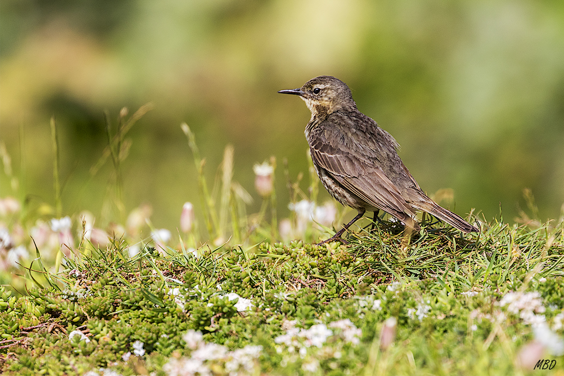Qué bien lucen en ese entorno