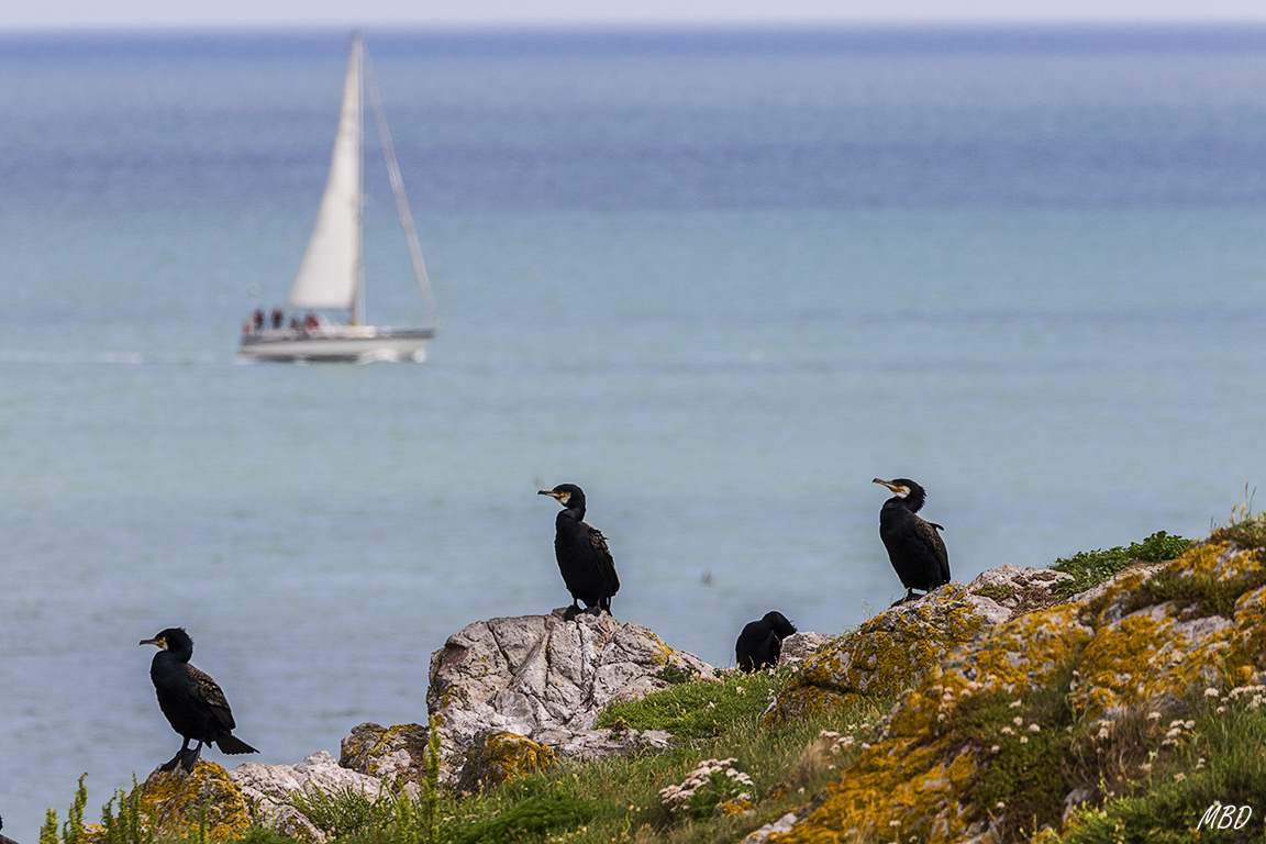 Estos son cormoranes grandes