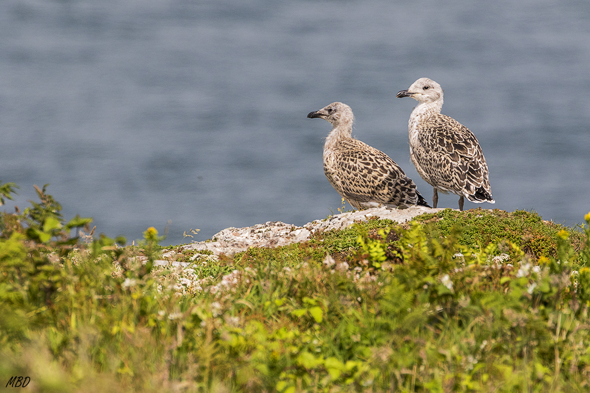 Cuidadín, andarán cerca