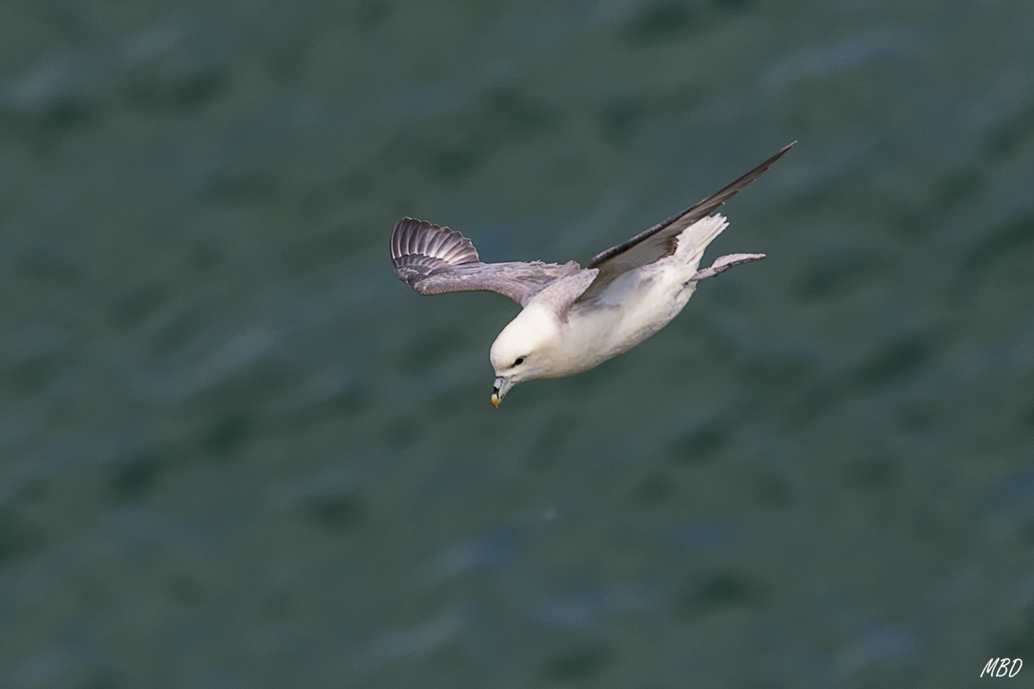 Fulmar