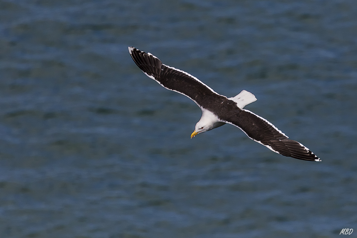 Yo llevaba guardaespaldas!