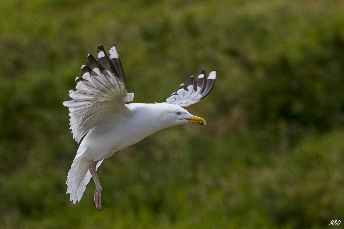 Esta gaviota llegaba al posadero