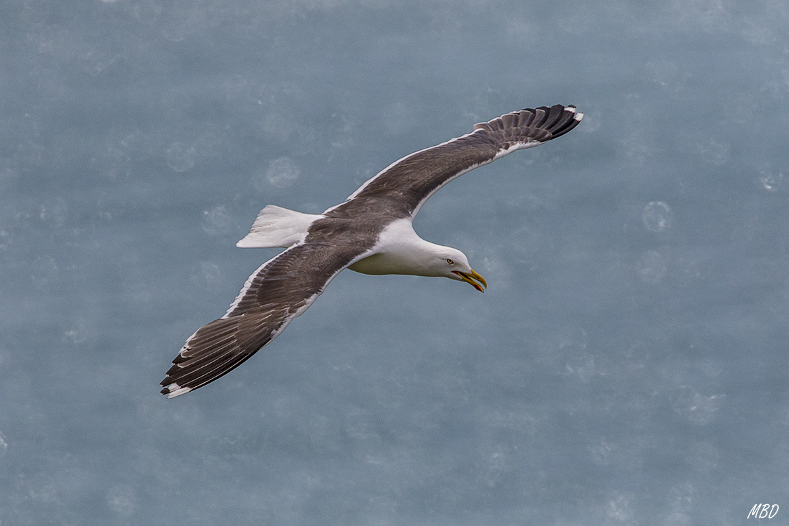 Se suceden los vuelos