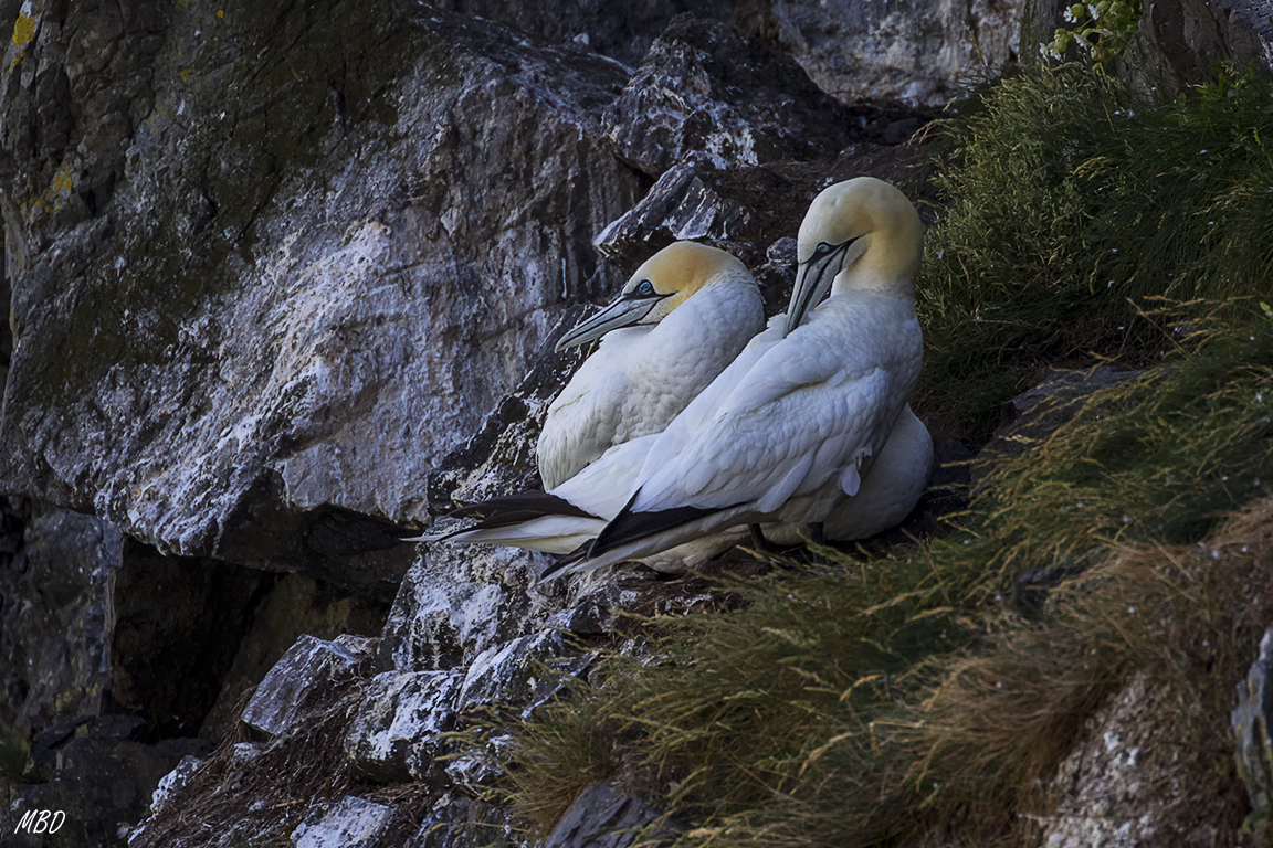 Y por fin, la colonia de alcatraces