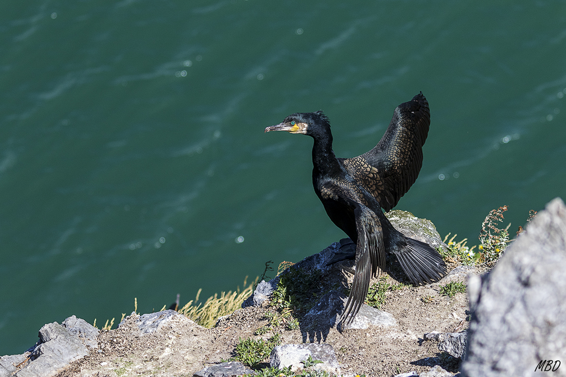 Comparten espacio con los cormoranes