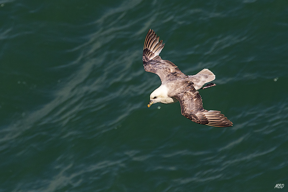 Y el fulmar