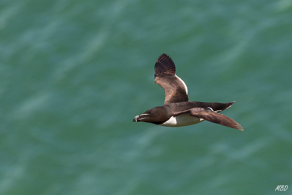 Son balas, complicado captar su vuelo