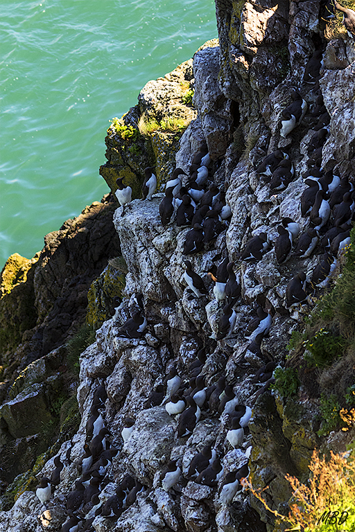 La pared rocosa alberga una colonia de araos