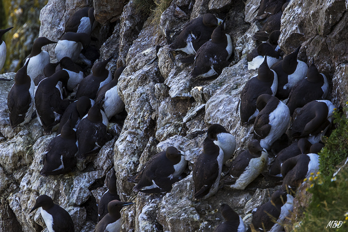 Ocupan cada espacio en la roca