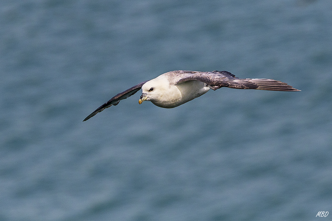 Fulmar