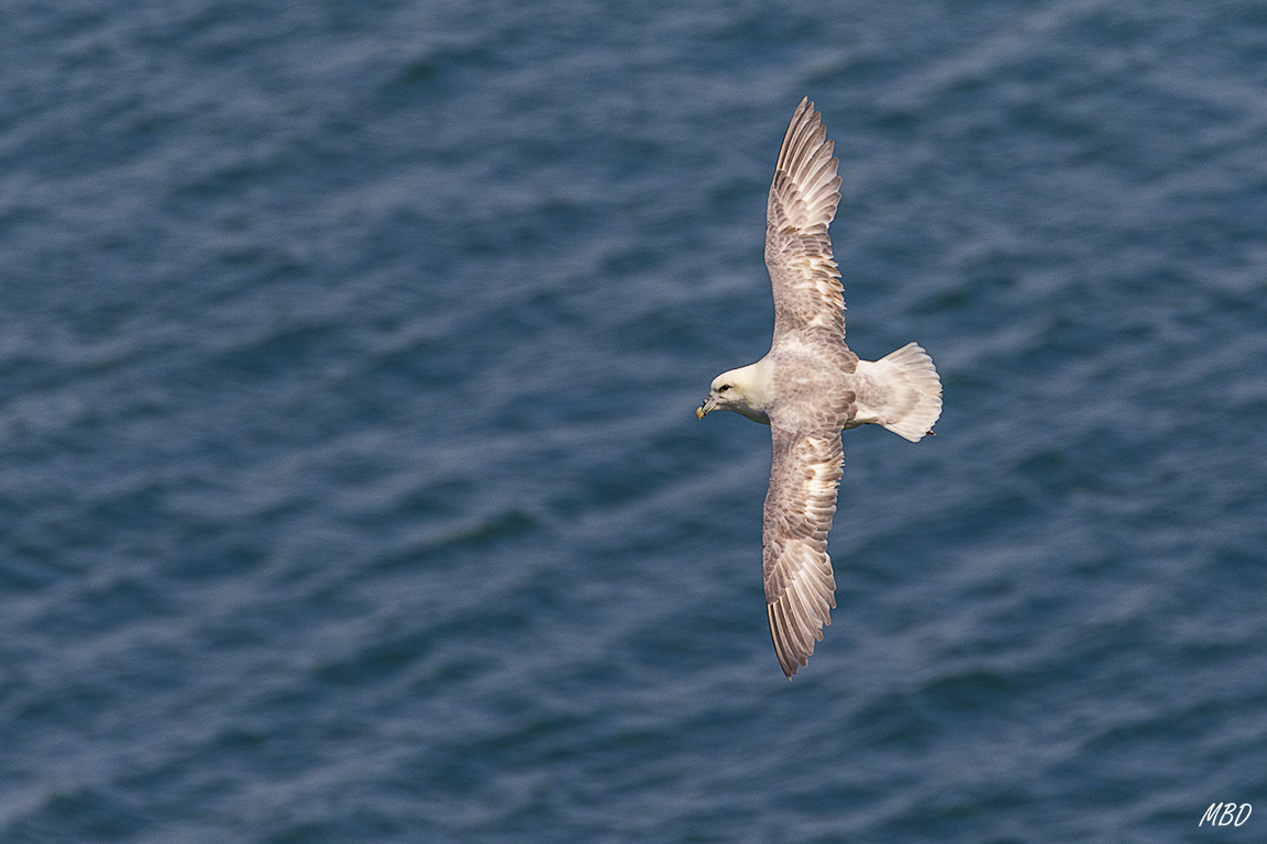 Fulmar