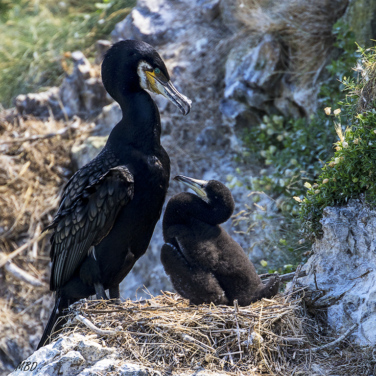 Cormorán grande y polluelo
