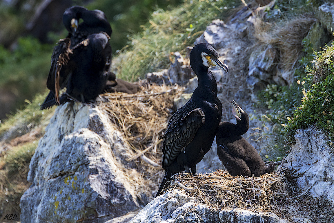 También ocupan su espacio en las rocas