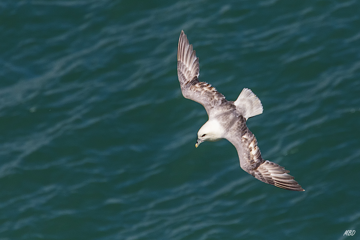 Fulmar